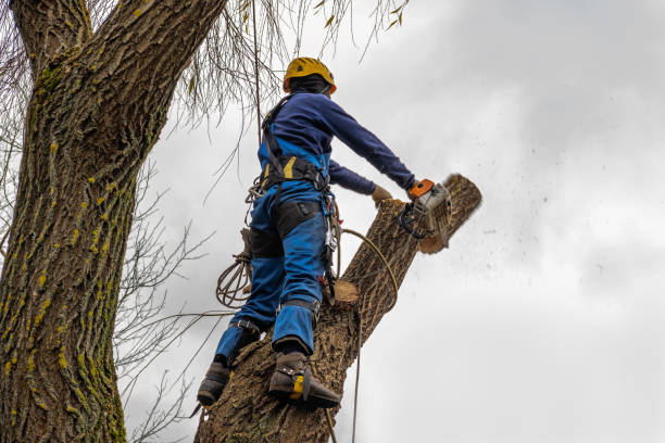 Best Tree Clearing Services  in Twisp, WA